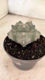 MATRIZ ASTROPHYTUM cv KIKKO  Nº 1093 – vaso 11 - Imagem 6