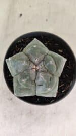 MATRIZ ASTROPHYTUM cv KIKKO  Nº 1093 – vaso 11 - Imagem 3