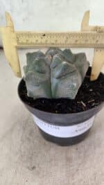 MATRIZ ASTROPHYTUM cv KIKKO  Nº 1093 – vaso 11 - Imagem 4