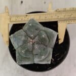 MATRIZ ASTROPHYTUM cv KIKKO  Nº 1093 – vaso 11