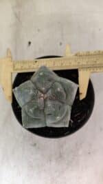 MATRIZ ASTROPHYTUM cv KIKKO  Nº 1093 – vaso 11