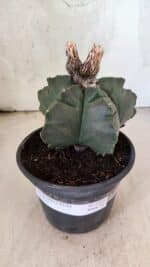 MATRIZ ASTROPHYTUM cv KIKKO  Nº 1095 – vaso 15 - Imagem 2