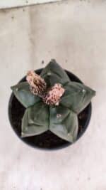 MATRIZ ASTROPHYTUM cv KIKKO  Nº 1095 – vaso 15 - Imagem 3