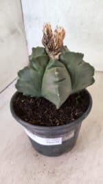 MATRIZ ASTROPHYTUM cv KIKKO  Nº 1095 – vaso 15 - Imagem 10