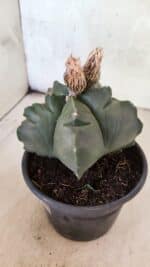 MATRIZ ASTROPHYTUM cv KIKKO  Nº 1095 – vaso 15 - Imagem 9