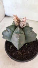 MATRIZ ASTROPHYTUM cv KIKKO  Nº 1095 – vaso 15 - Imagem 8