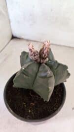 MATRIZ ASTROPHYTUM cv KIKKO  Nº 1095 – vaso 15 - Imagem 7