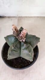 MATRIZ ASTROPHYTUM cv KIKKO  Nº 1095 – vaso 15 - Imagem 6