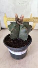 MATRIZ ASTROPHYTUM cv KIKKO  Nº 1095 – vaso 15 - Imagem 4