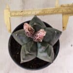 MATRIZ ASTROPHYTUM cv KIKKO  Nº 1095 – vaso 15