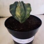 MATRIZ ASTROPHYTUM cv KIKKO "4 Quinas - Variegata"  Nº 1094 – vaso 15