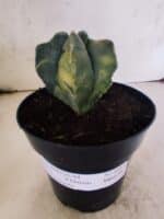 MATRIZ ASTROPHYTUM cv KIKKO "4 Quinas - Variegata"  Nº 1094 – vaso 15