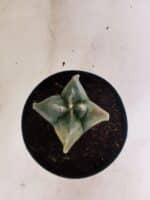 MATRIZ ASTROPHYTUM cv KIKKO "4 Quinas - Variegata"  Nº 1094 – vaso 15 - Imagem 3