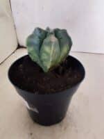 MATRIZ ASTROPHYTUM cv KIKKO "4 Quinas - Variegata"  Nº 1094 – vaso 15 - Imagem 8