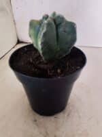 MATRIZ ASTROPHYTUM cv KIKKO "4 Quinas - Variegata"  Nº 1094 – vaso 15 - Imagem 7