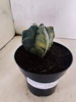 MATRIZ ASTROPHYTUM cv KIKKO "4 Quinas - Variegata"  Nº 1094 – vaso 15 - Imagem 5
