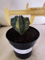 MATRIZ ASTROPHYTUM cv KIKKO "4 Quinas - Variegata"  Nº 1094 – vaso 15 - Imagem 4