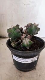 MATRIZ ASTROPHYTUM cv KIKKO "COLÔNIA"  Nº 1068 – vaso 15 - Imagem 2