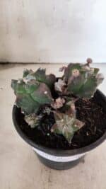 MATRIZ ASTROPHYTUM cv KIKKO "COLÔNIA"  Nº 1068 – vaso 15 - Imagem 4