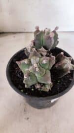 MATRIZ ASTROPHYTUM cv KIKKO "COLÔNIA"  Nº 1068 – vaso 15 - Imagem 8