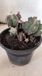 MATRIZ ASTROPHYTUM cv KIKKO "COLÔNIA"  Nº 1068 – vaso 15 - Imagem 7