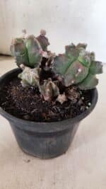 MATRIZ ASTROPHYTUM cv KIKKO "COLÔNIA"  Nº 1068 – vaso 15 - Imagem 6