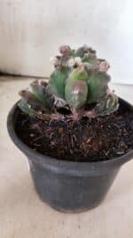 MATRIZ ASTROPHYTUM cv KIKKO "COLÔNIA"  Nº 1068 – vaso 15 - Imagem 5