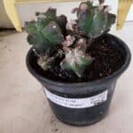 MATRIZ ASTROPHYTUM cv KIKKO "COLÔNIA"  Nº 1068 – vaso 15