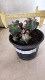 MATRIZ ASTROPHYTUM cv KIKKO "COLÔNIA"  Nº 1068 – vaso 15