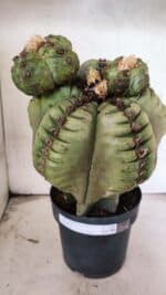 MATRIZ ASTROPHYTUM cv KIKKO  "ENXERTADO"  Nº 1086 – vaso 17 - Imagem 8