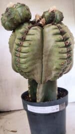 MATRIZ ASTROPHYTUM cv KIKKO  "ENXERTADO"  Nº 1086 – vaso 17 - Imagem 7