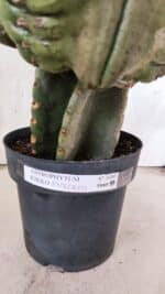 MATRIZ ASTROPHYTUM cv KIKKO  "ENXERTADO"  Nº 1086 – vaso 17 - Imagem 14