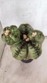 MATRIZ ASTROPHYTUM cv KIKKO  "ENXERTADO"  Nº 1086 – vaso 17 - Imagem 3