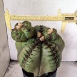 MATRIZ ASTROPHYTUM cv KIKKO  "ENXERTADO"  Nº 1086 – vaso 17