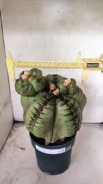 MATRIZ ASTROPHYTUM cv KIKKO  "ENXERTADO"  Nº 1086 – vaso 17