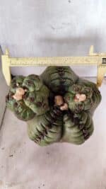 MATRIZ ASTROPHYTUM cv KIKKO  "ENXERTADO"  Nº 1086 – vaso 17 - Imagem 5