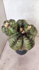 MATRIZ ASTROPHYTUM cv KIKKO  "ENXERTADO"  Nº 1086 – vaso 17 - Imagem 13