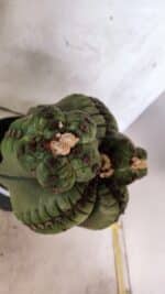 MATRIZ ASTROPHYTUM cv KIKKO  "ENXERTADO"  Nº 1086 – vaso 17 - Imagem 6