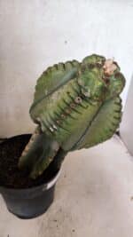 MATRIZ ASTROPHYTUM cv KIKKO  "ENXERTADO"  Nº 1086 – vaso 17 - Imagem 12