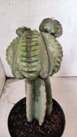 MATRIZ ASTROPHYTUM cv KIKKO  "ENXERTADO"  Nº 1086 – vaso 17 - Imagem 11