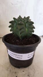 MATRIZ ASTROPHYTUM cv KIKKO - FUKURYU Nº 1088 – vaso 15 - Imagem 2