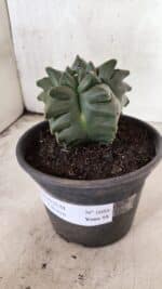 MATRIZ ASTROPHYTUM cv KIKKO - FUKURYU Nº 1088 – vaso 15 - Imagem 10