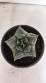 MATRIZ ASTROPHYTUM cv KIKKO - FUKURYU Nº 1088 – vaso 15 - Imagem 3