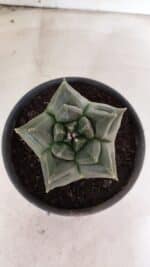 MATRIZ ASTROPHYTUM cv KIKKO - FUKURYU Nº 1088 – vaso 15 - Imagem 9