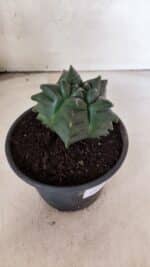 MATRIZ ASTROPHYTUM cv KIKKO - FUKURYU Nº 1088 – vaso 15 - Imagem 8