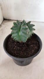 MATRIZ ASTROPHYTUM cv KIKKO - FUKURYU Nº 1088 – vaso 15 - Imagem 6