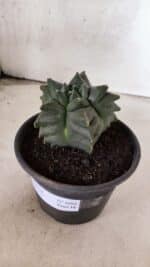 MATRIZ ASTROPHYTUM cv KIKKO - FUKURYU Nº 1088 – vaso 15 - Imagem 7