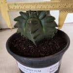 MATRIZ ASTROPHYTUM cv KIKKO - FUKURYU Nº 1088 – vaso 15