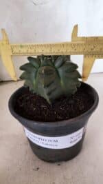 MATRIZ ASTROPHYTUM cv KIKKO - FUKURYU Nº 1088 – vaso 15