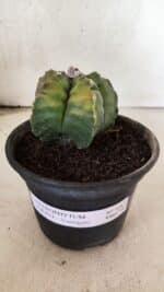 MATRIZ ASTROPHYTUM cv KIKKO "Variegata"  Nº 1087 – vaso 15 - Imagem 2